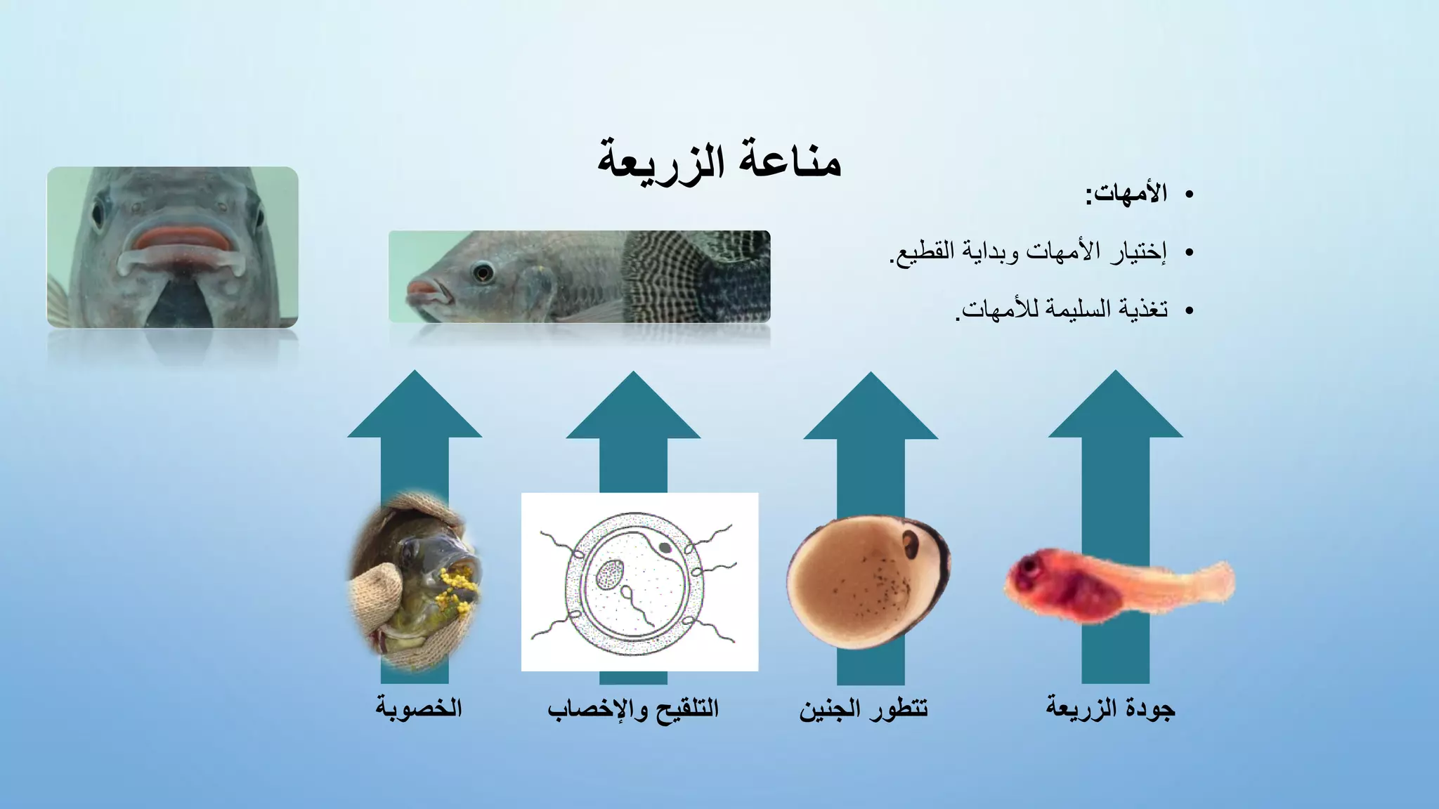 ‫الزريعة‬ ‫مناعة‬ •
‫األمهات‬
:
•
‫القطيع‬ ‫وبداية‬ ‫األمهات‬ ‫إختيار‬
.
•
‫لألمهات‬ ‫السليمة‬ ‫تغذية‬
.
‫الخصوبة‬ ‫الزريعة‬ ‫جودة‬
‫الجنين‬ ‫تتطور‬
‫واإلخصاب‬ ‫التلقيح‬
 