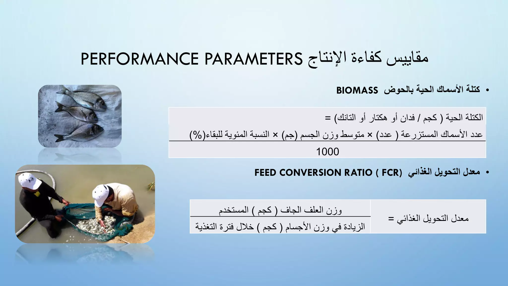 ‫اإلنتاج‬ ‫كفاءة‬ ‫مقاييس‬
PERFORMANCE PARAMETERS
•
‫بالحوض‬ ‫الحية‬ ‫األسماك‬ ‫كتلة‬
BIOMASS
•
‫الغذائي‬ ‫التحويل‬ ‫معدل‬
FEED CONVERSION RATIO ( FCR)
‫الحية‬ ‫الكتلة‬
(
‫كجم‬
/
‫هكتار‬ ‫أو‬ ‫فدان‬
‫التانك‬ ‫أو‬
= )
‫المستزرعة‬ ‫األسماك‬ ‫عدد‬
(
‫عدد‬
)
×
‫الجسم‬ ‫وزن‬ ‫متوسط‬
(
‫جم‬
)
×
‫للبقاء‬ ‫المئوية‬ ‫النسبة‬
%(
)
1000
‫الغذائي‬ ‫التحويل‬ ‫معدل‬
=
‫الجاف‬ ‫العلف‬ ‫وزن‬
(
‫كجم‬
)
‫المستخدم‬
‫األجسام‬ ‫وزن‬ ‫في‬ ‫الزيادة‬
(
‫كجم‬
)
‫التغ‬ ‫فترة‬ ‫خالل‬
‫ذية‬
 