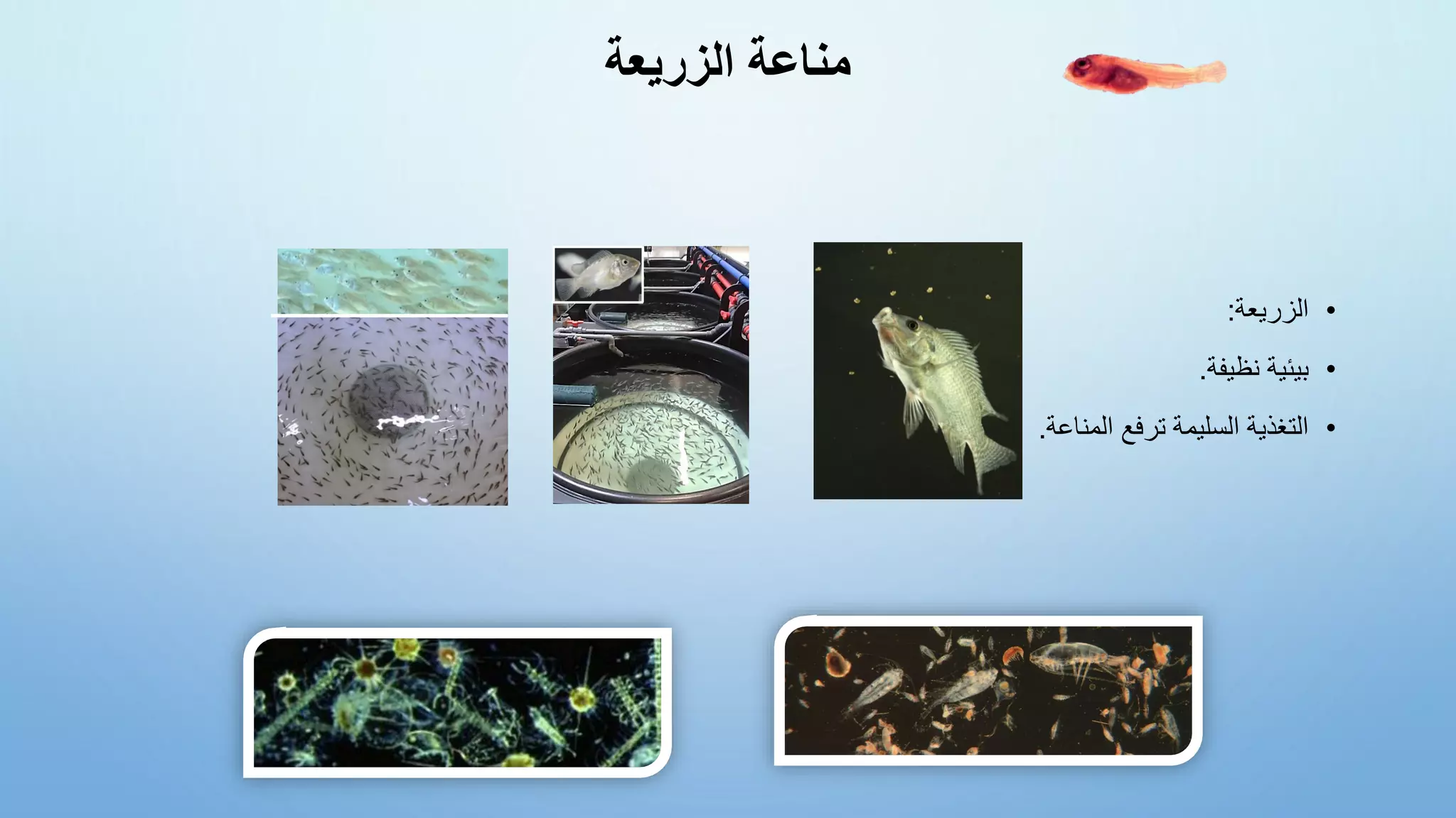 ‫الزريعة‬ ‫مناعة‬
•
‫الزريعة‬
:
•
‫نظيفة‬ ‫بيئية‬
.
•
‫المناعة‬ ‫ترفع‬ ‫السليمة‬ ‫التغذية‬
.
 