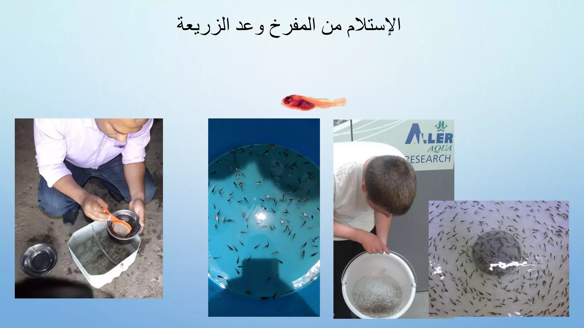 ‫الزريعة‬ ‫وعد‬ ‫المفرخ‬ ‫من‬ ‫اإلستالم‬
 