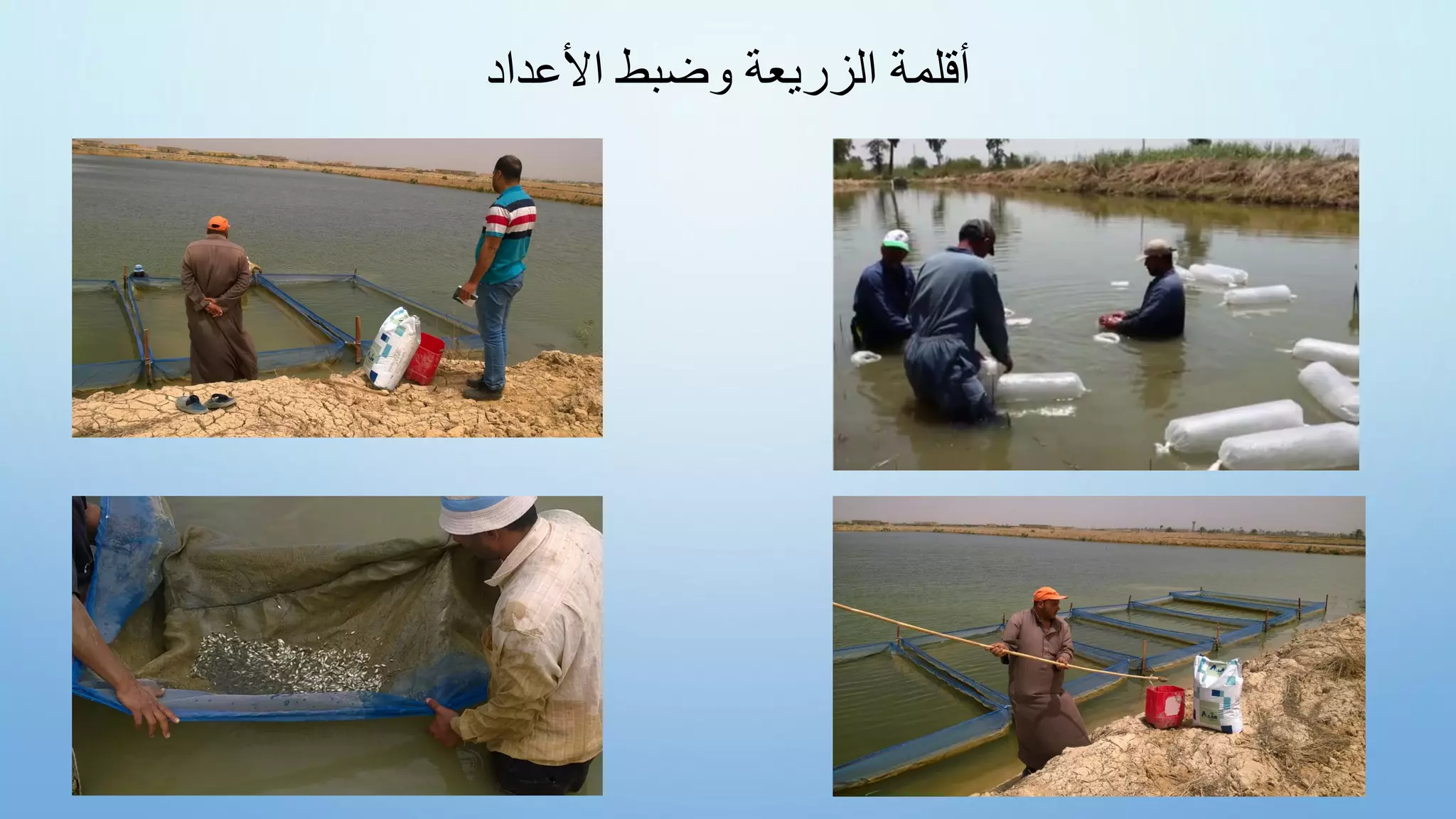 ‫األعداد‬ ‫وضبط‬ ‫الزريعة‬ ‫أقلمة‬
 