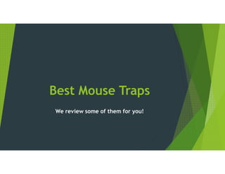 Best Mouse Traps
We review some of them for you!
 