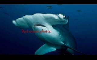 Best ocean photos
 