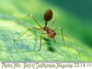 Best of Smithsonian Magazine 2014