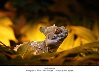 Best of Smithsonian Magazine 2014