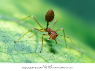 Best of Smithsonian Magazine 2014