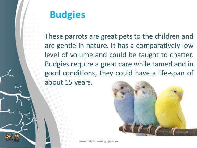 pet birds for kids