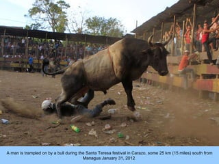 A man is trampled on by a bull during the Santa Teresa festival in Carazo, some 25 km (15 miles) south from Managua Januar...