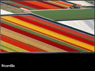 Ricardâo 