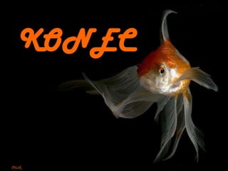 KONEC Prcek 