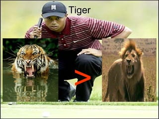 Tiger > 