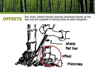 Offset In Plants BEST PRACTICES AND EXPERIENCES ABOUT BAMBOO PROPAGATION NURSERY.pptx