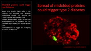 Spread of misfolded proteins
could trigger type 2 diabetes
A. MUKHERJEE ET AL/J. EXPER. MEDICINE 2017
Misfolded proteins could trigger
type 2 diabetes
Apart from insulin, beta cells in the
pancreas can produce Islet Amyloid
Polypeptide (IAPP). This protein can
clump together and damage cells.
Patients with diabetes type 2 accumulate
misfolded IAPP in the pancreas and this
could be implicated in the death of beta
cells.
Misfolded IAPP can trigger this clumpling
in human heathy cells.
 