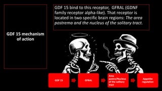 GDF 15 mechanism
of action
GDF 15 bind to this receptor, GFRAL (GDNF
family receptor alpha-like). That receptor is
located in two specific brain regions: The area
postrema and the nucleus of the solitary tract.
GDF 15 GFRAL
Area
postre/Nucleus
of the solitary
tract
Appetite
regulation
 