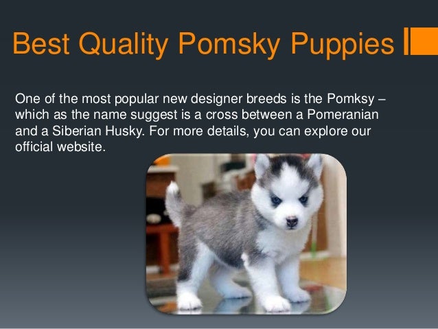 pomsky dog for sale