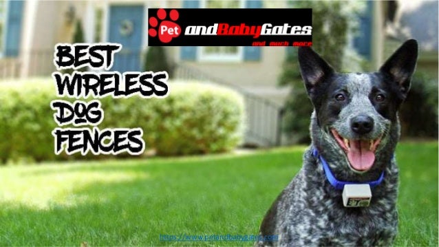 Fagyos Olalkodik Vadon Wireless Electric Dog Fence Kohinoordaytours Com Fagyos Olalkodik Vadon Wireless Electric Dog Fence Kohinoordaytours Com