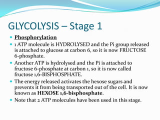 GLYCOLYSIS – Stage 1
 Phosphorylation
 1 ATP molecule is HYDROLYSED and the Pi group released
  is attached to glucose at carbon 6, so it is now FRUCTOSE
  6-phosphate.
 Another ATP is hydrolysed and the Pi is attached to
  fructose 6-phosphate at carbon 1, so it is now called
  fructose 1,6-BISPHOSPHATE.
 The energy released activates the hexose sugars and
  prevents it from being transported out of the cell. It is now
  known as HEXOSE 1,6-bisphosphate.
 Note that 2 ATP molecules have been used in this stage.
 