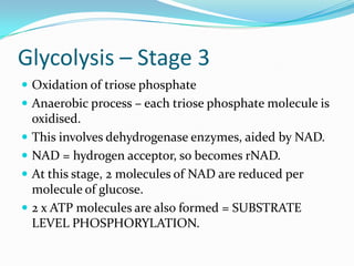 Glycolysis – Stage 3
 Oxidation of triose phosphate
 Anaerobic process – each triose phosphate molecule is
    oxidised.
   This involves dehydrogenase enzymes, aided by NAD.
   NAD = hydrogen acceptor, so becomes rNAD.
   At this stage, 2 molecules of NAD are reduced per
    molecule of glucose.
   2 x ATP molecules are also formed = SUBSTRATE
    LEVEL PHOSPHORYLATION.
 