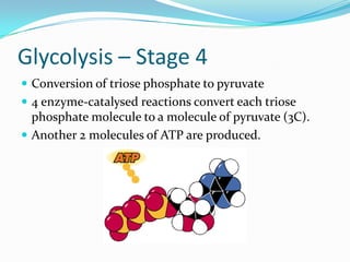 Glycolysis – Stage 4
 Conversion of triose phosphate to pyruvate
 4 enzyme-catalysed reactions convert each triose
  phosphate molecule to a molecule of pyruvate (3C).
 Another 2 molecules of ATP are produced.
 