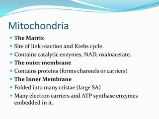 Mitochondria
 The Matrix
 Site of link reaction and Krebs cycle.
 Contains catalytic enzymes, NAD, oxaloacetate.
 The outer membrane
 Contains proteins (forms channels or carriers)
 The Inner Membrane
 Folded into many cristae (large SA)
 Many electron carriers and ATP synthase enzymes
  embedded in it.
 