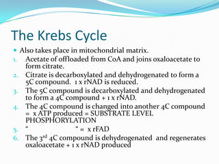 The Krebs Cycle
 Also takes place in mitochondrial matrix.
1. Acetate of offloaded from CoA and joins oxaloacetate to
     form citrate.
2.   Citrate is decarboxylated and dehydrogenated to form a
     5C compound. 1 x rNAD is reduced.
3.   The 5C compound is decarboxylated and dehydrogenated
     to form a 4C compound + 1 x rNAD.
4.   The 4C compound is changed into another 4C compound
     = x ATP produced = SUBSTRATE LEVEL
     PHOSPHORYLATION
5.   “                “ = x rFAD
6.   The 3rd 4C compound is dehydrogenated and regenerates
     oxaloacetate + 1 x rNAD produced
 