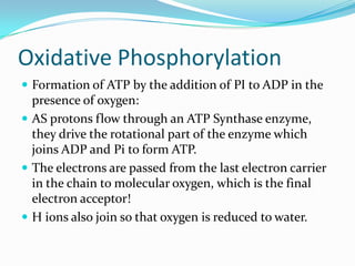 Oxidative Phosphorylation
 Formation of ATP by the addition of PI to ADP in the
  presence of oxygen:
 AS protons flow through an ATP Synthase enzyme,
  they drive the rotational part of the enzyme which
  joins ADP and Pi to form ATP.
 The electrons are passed from the last electron carrier
  in the chain to molecular oxygen, which is the final
  electron acceptor!
 H ions also join so that oxygen is reduced to water.
 