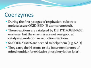 Coenzymes
 During the first 3 stages of respiration, substrate
  molecules are OXIDISED (H atoms removed).
 These reactions are catalysed by DEHYDROGENASE
  enzymes, but the enzymes are not very good at
  catalysing oxidation or reduction reactions.
 So COENZYMES are needed to help them (e.g NAD)
 They carry the H atoms to the inner membranes of
  mitochondria (for oxidative phosphorylation later).
 