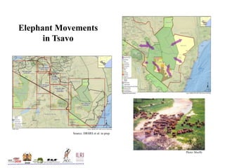 Conservation and wildlife in Kenya