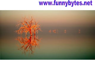 www.funnybytes.net 