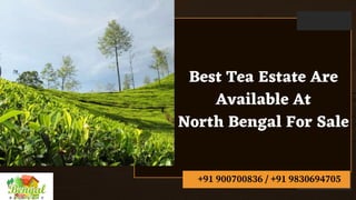 Best Tea Estate Are
Available At
North Bengal For Sale
+91 900700836 / +91 9830694705
 