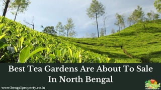 Best Tea Gardens Are About To Sale
In North Bengal
www.bengalproperty.co.in
 