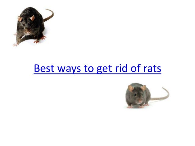 best ways to get rid of rats best ways to get rid of rats