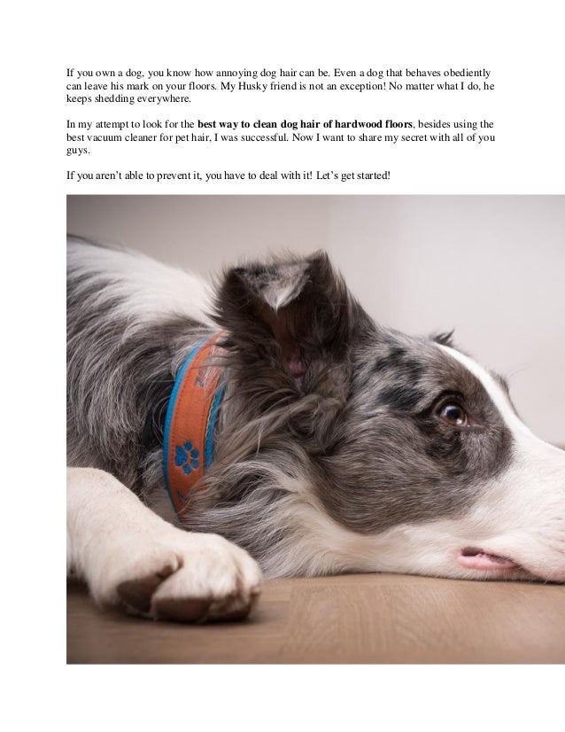 Best Way To Clean Dog Hair Off Hardwood Floors