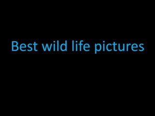 Best wild life pictures
 