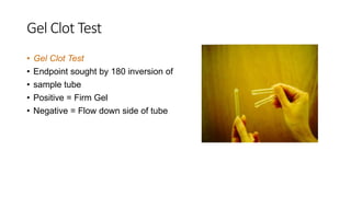 Gel Clot Test
• Gel Clot Test
• Endpoint sought by 180 inversion of
• sample tube
• Positive = Firm Gel
• Negative = Flow down side of tube
 