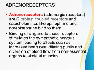 ADRENORECEPTORS
• Adrenoreceptors (adrenergic receptors)
are G protein coupled receptors and
catecholamines like epinephrine and
norepinephrine bind to them.
• Binding of a ligand to these receptors
stimulates the sympathetic nervous
system leading to effects such as
increased heart rate, dilating pupils and
diversion of blood flow from non-essential
organs to skeletal muscles.
 