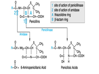 Penicillin g beta lactam