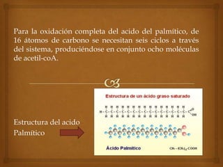 Para la oxidación completa del acido del palmítico, de
16 átomos de carbono se necesitan seis ciclos a través
del sistema, produciéndose en conjunto ocho moléculas
de acetil-coA.




Estructura del acido
Palmítico
 
