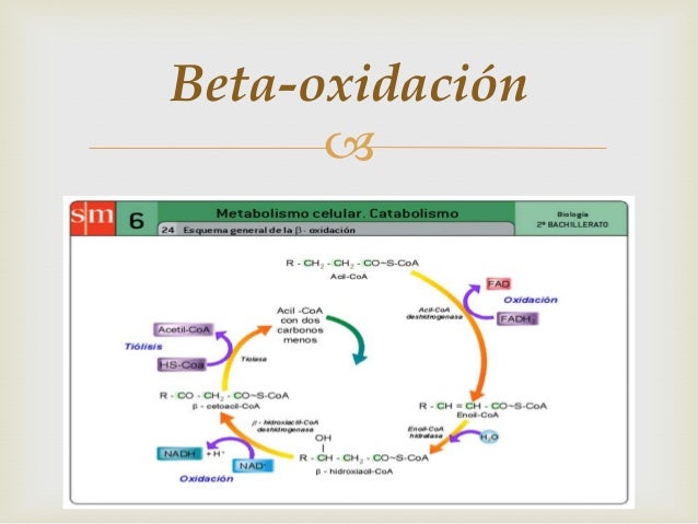 Beta oxidación