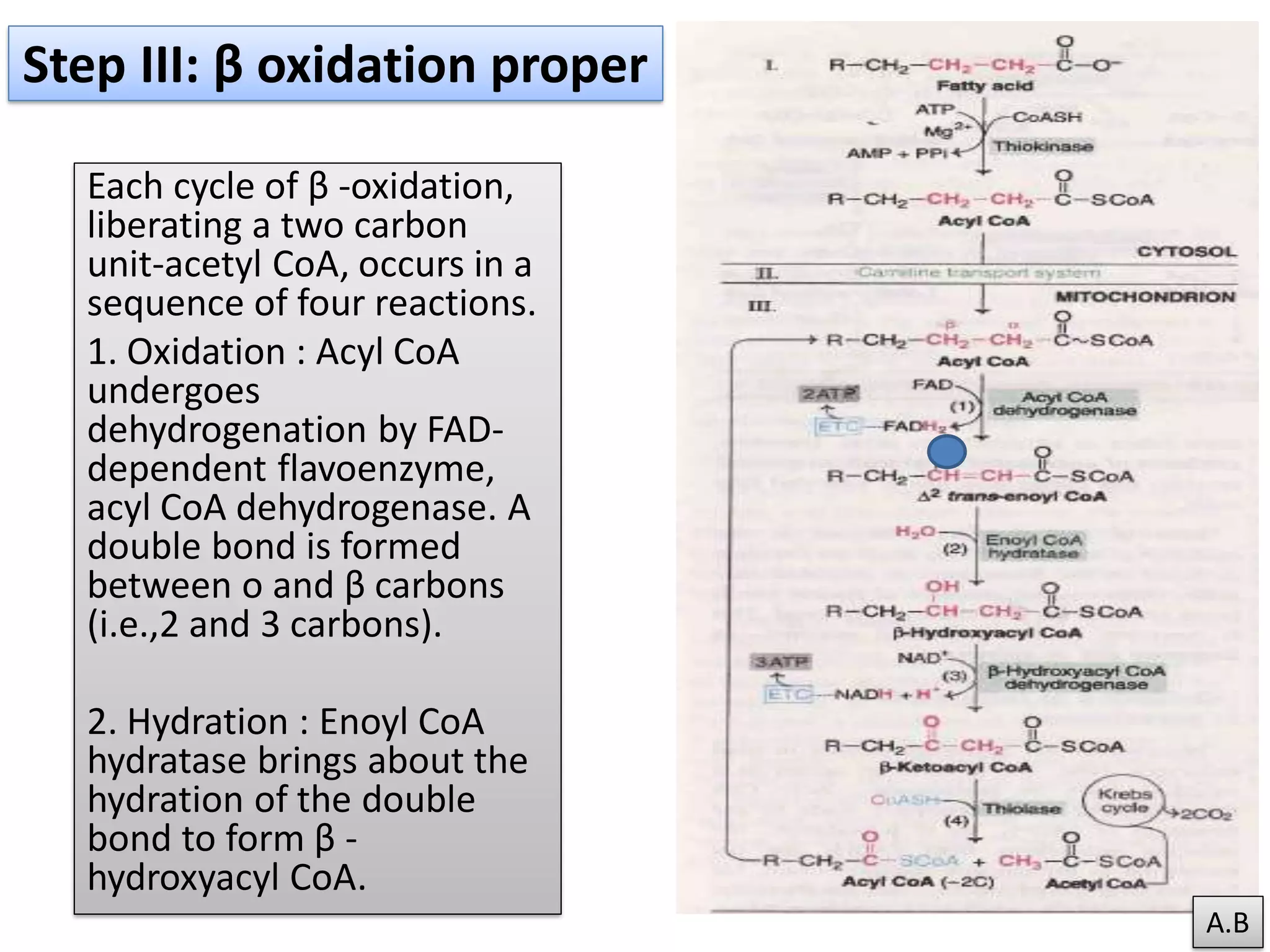 Beta oxidation of fatty acid | PDF