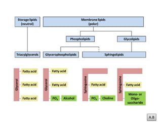 Beta oxidation of fatty acid | PDF