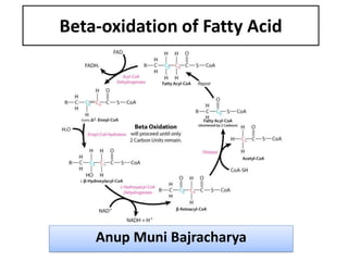Beta-oxidation of Fatty Acid
Anup Muni Bajracharya
 