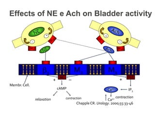 M2 M33
AC PLC
Ca2+
Ca2+
cAMP IP3
–
Membr. Cell.
contraction
+
contractionrelaxation
+
Chapple CR. Urology. 2000;55:33-46
- -
Effects of NE e Ach on Bladder activity
 