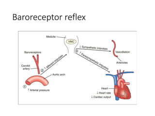 Baroreceptor reflex
 