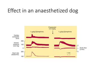 Effect in an anaesthetized dog
 