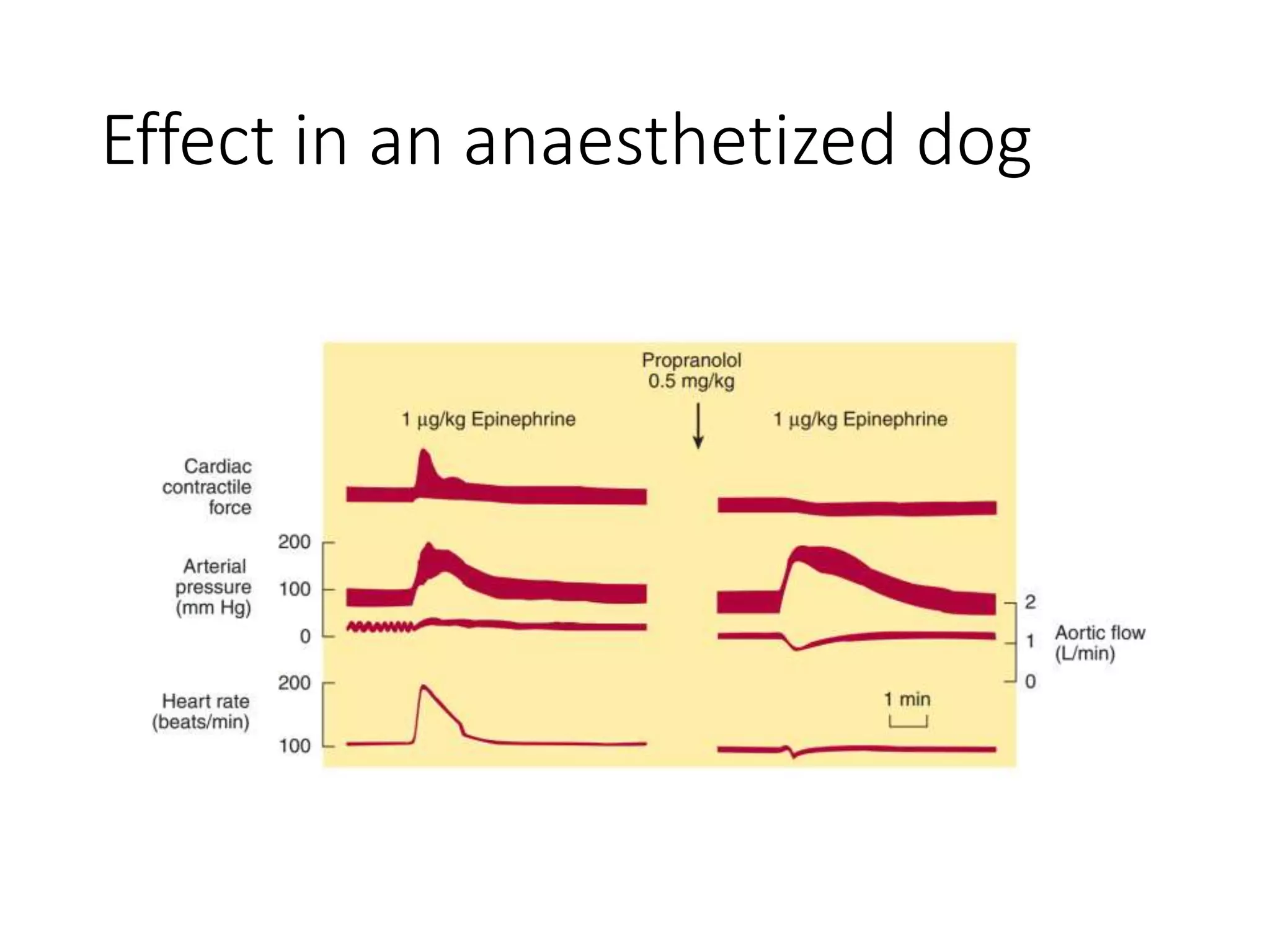 Effect in an anaesthetized dog
 