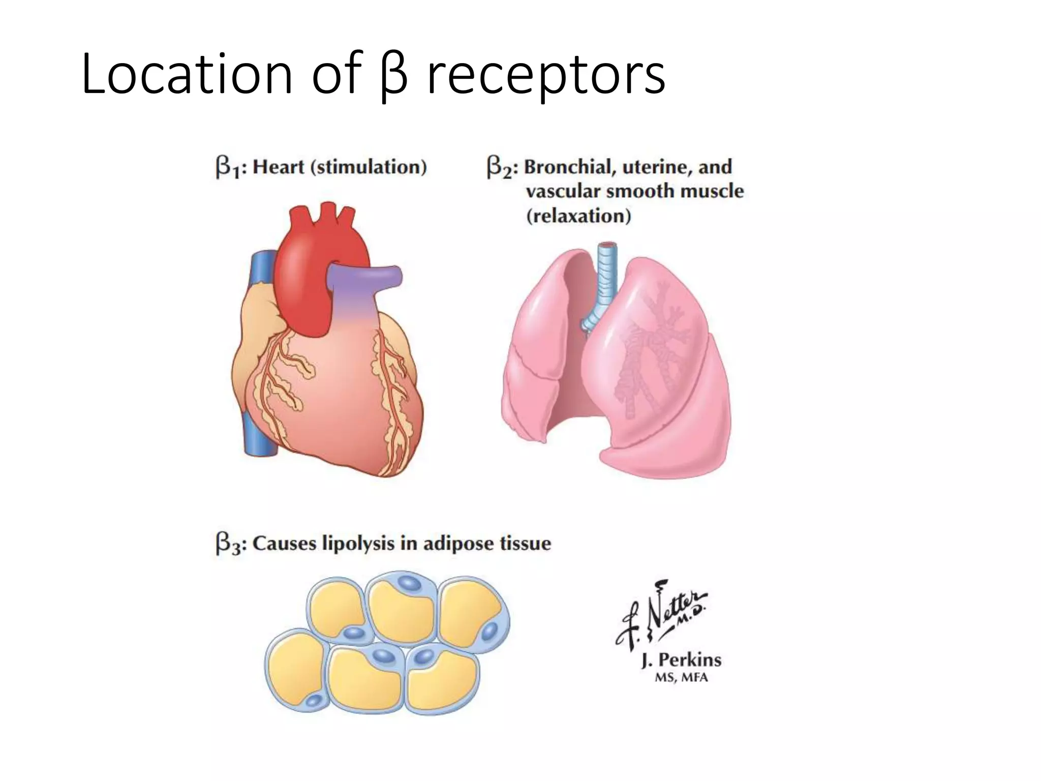 Location of β receptors
 