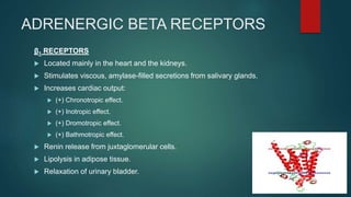 ADRENERGIC BETA RECEPTORS
β1 RECEPTORS
 Located mainly in the heart and the kidneys.
 Stimulates viscous, amylase-filled secretions from salivary glands.
 Increases cardiac output:
 (+) Chronotropic effect.
 (+) Inotropic effect.
 (+) Dromotropic effect.
 (+) Bathmotropic effect.
 Renin release from juxtaglomerular cells.
 Lipolysis in adipose tissue.
 Relaxation of urinary bladder.
 