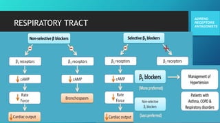 ADRENO
RECEPTORS
ANTAGONISTS
RESPIRATORY TRACT
 