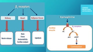 ADRENO
RECEPTORS
ANTAGONISTS
 